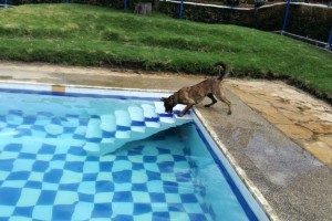 arya piscina