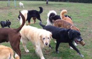 Bellos estos angelitos.