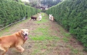 Los chiquitines corriendo, trotando y caminando en el canódromo que tanto les gusta.