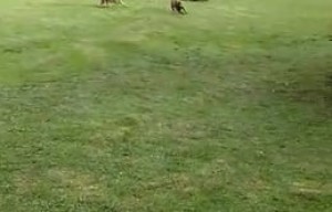 ¡Juegos entre amigos....así es todo el día!