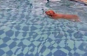 Max  y Legolas disfrutando de un día en la  piscina