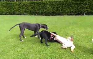 Socialización entre perritos ¡Divertidos juegos!