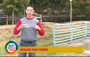 Beneficios de hacerle masajes a tu perro